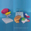 Natural Size Human Brain Anatomy Model for Medical Teaching (R050112)